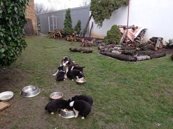 štěňata border kolie - 4