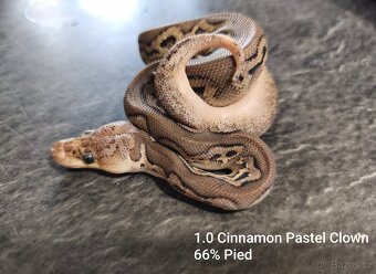 Krajta královská - 4