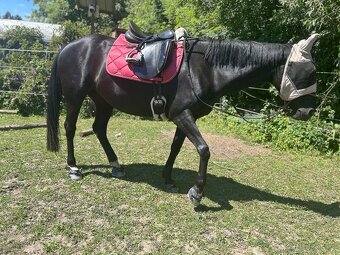 Drezurní sedlo Prestige Doge - 4