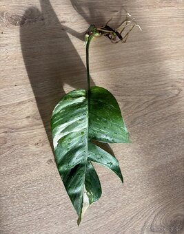 Epipremnum pinnatum ‘Variegata’ - 4