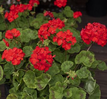 Muškát vzpřímený Red&White pelargonie - 4
