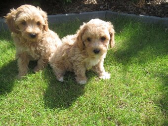Maltipoo štěňátka - 4