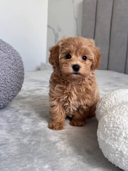 Maltipoo F1, karamelová barva - 4