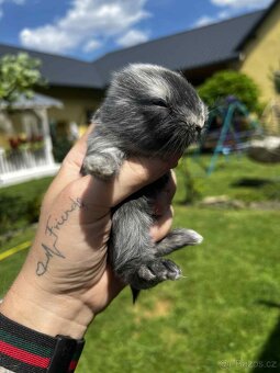 🐰 Zakrslí králíčci – zakrslý lvíček - 4