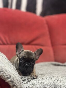 Francouzský buldoček bez PP - 4