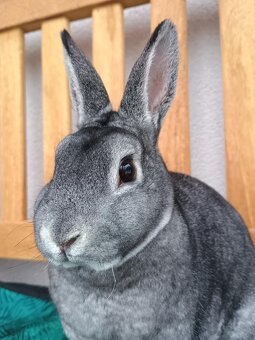 Zakrslý Rexík činčilový s PP - 4