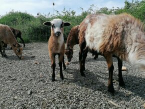 Kamerunská ovce, kamerunský beran/beránek - 4