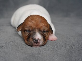 Jack russel terier - 4