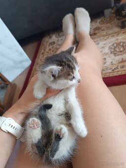 Poslední koťátko ihned k odběru - 4