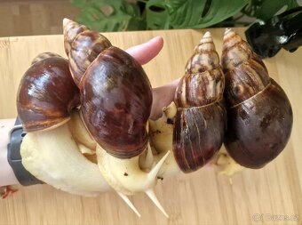 Lissachatina Fulica Jade - 4