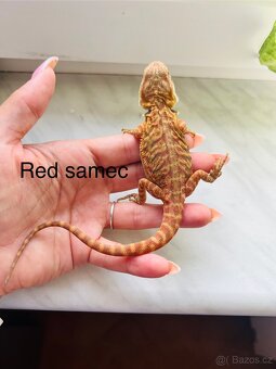 Agama vousata - 4