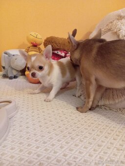 Čivava krátkosrstá - 4