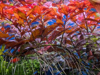 Akvarijní rostlinky - 4