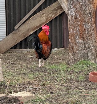 Kohout a slepice - 4