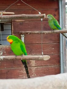 Prodám 2 loňské samicky papouška nádherného - 4