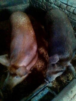 Duroc & Landras, svině -maso -chov.. - 4