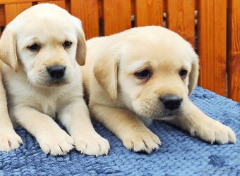 Nabídka štěňat labradorského retrievera - 4
