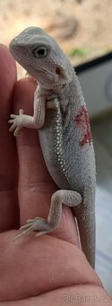 Agama vousata - 4