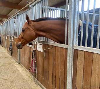 Valach do sportu - 4