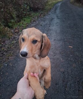 Stěně Labrador X Lovecký Pes - 4