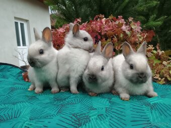 Zakrslý siamský žlutý miminka - 4