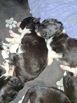 štěňátka border kolie bez PP - 4