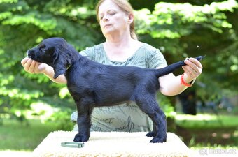 Flat coated retriever - kluci s PP - 4