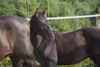 Lusitano černý hřebeček 2025 - 4