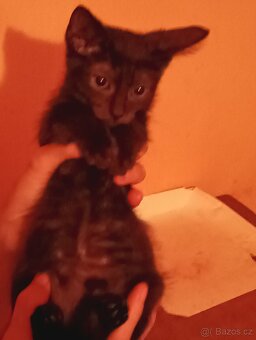 Daruji koťata za odvoz - 4