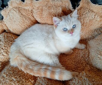 Britský kocourek colorpoint s PP - 4