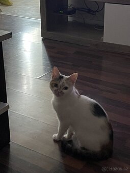 Kříženec mainske a perské - 4