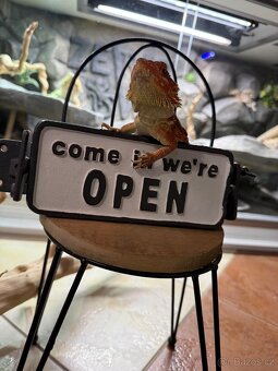 Agama vousatá mláďata k prodeji - 4