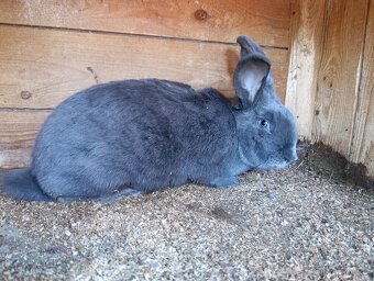 Prodám 2 samice - 4