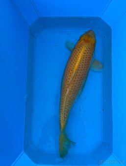 Koi kapři - 4