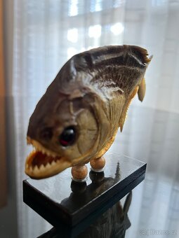 Piranha, exoticka ryba z Brazilie - 4