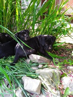 Štěňata Bandog - 4