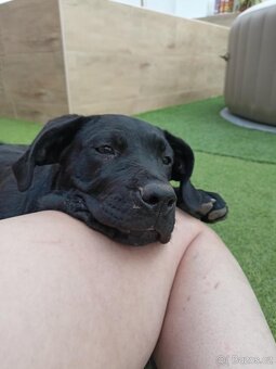 Štěně Bandog - 4