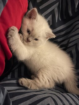 Britský kocourek - 4