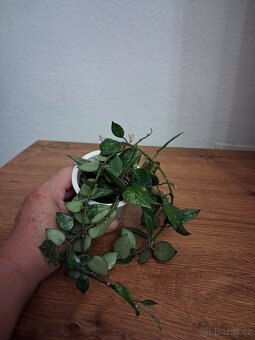 Pokojové rostliny 3 - 4