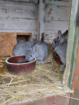 Zakrslý králík - 4