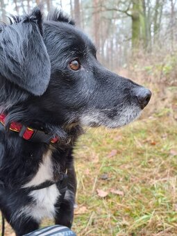 DENY K ADOPCI - přátelský něžný mazel - 4