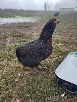 Prodám kuřice Araukany - 4