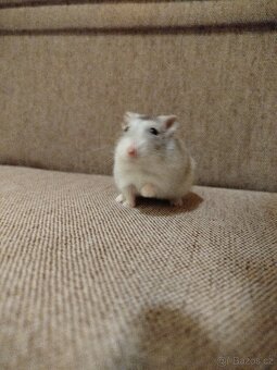 Křeček džungarský samička - 4