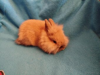 Nabízím zakrslé králíčky - 4