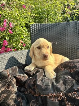 štěňata labrador a – připravena k odběru - 4