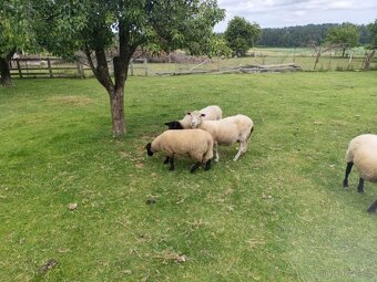 Prodám jehňata – suffolk a kříženci texel x suffolk - 4