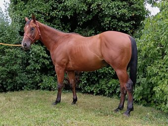 3 letý valach QH - 4