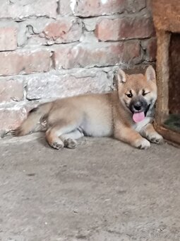 Shiba inu - 4