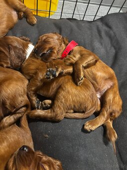 ŠTĚŇÁTKA - Irský setr s PP - 4