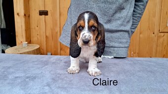 Bassethound s PP - 4